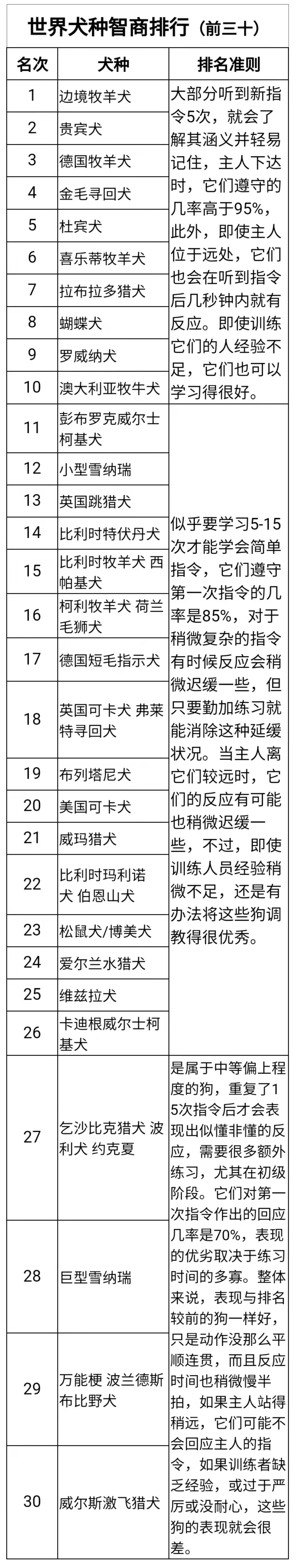 世界最聪明狗狗品种排行榜：智商最高的犬种排名榜单