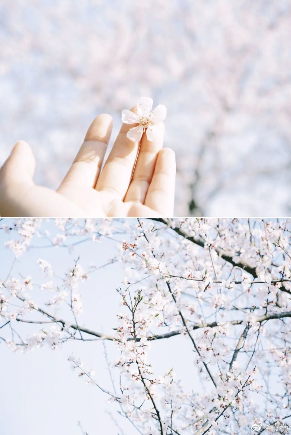 成都，大学校花来了！