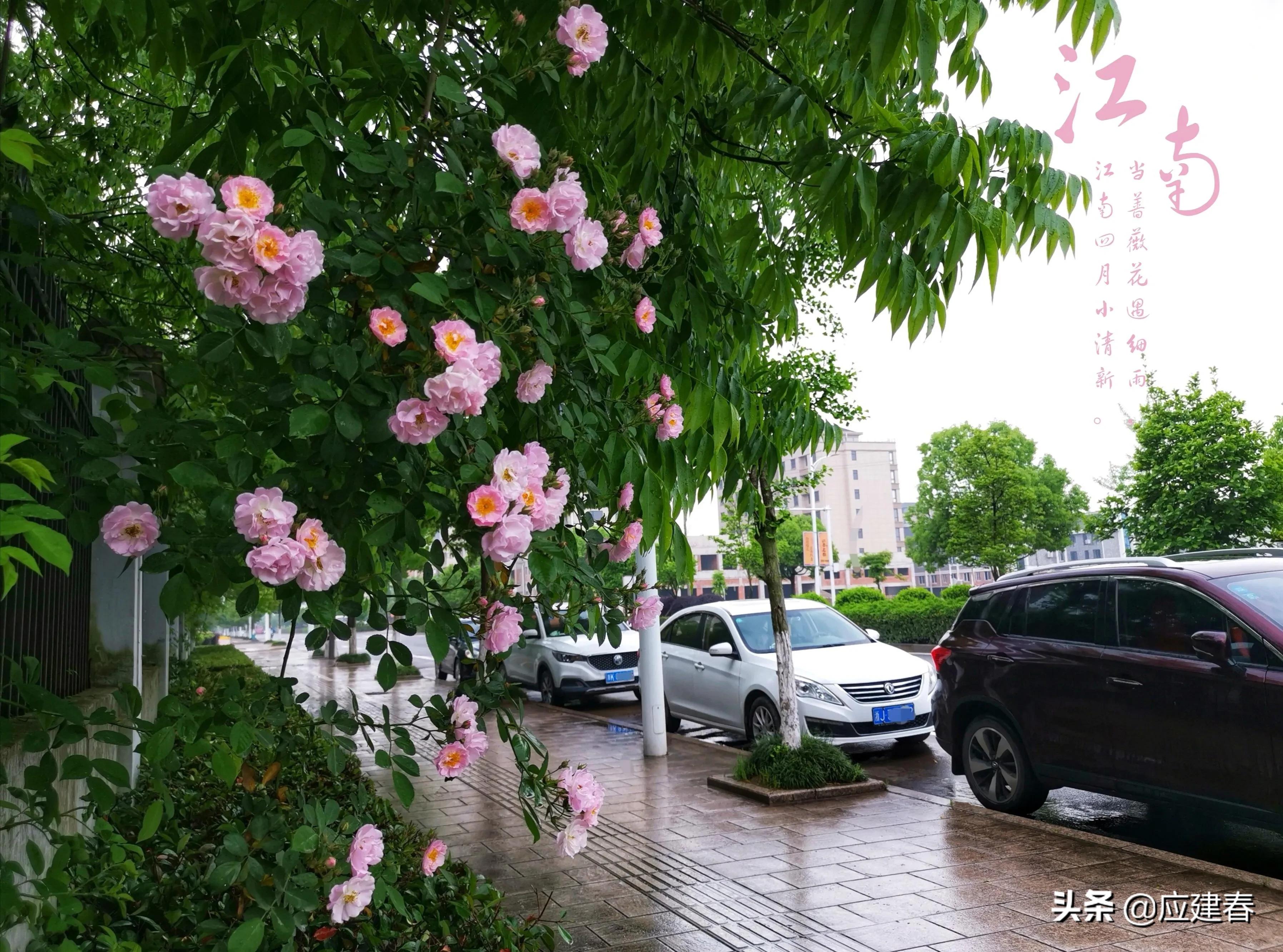 「散文」当蔷薇花遇细雨，江南四月小清新