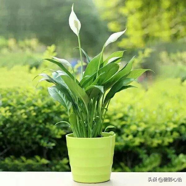 一帆风顺花朵淡雅脱俗枝叶油亮翠绿又是风水花,寓意万事顺风顺水