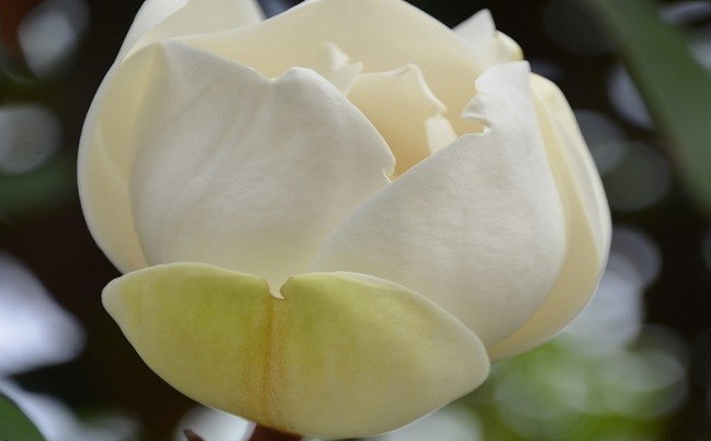 七言《咏广玉兰》：谁道孤芳自高冷，幽香随风散入怀。