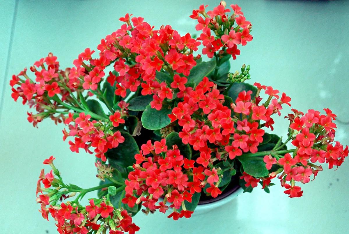 长辈生日送什么花好（送长辈生日花要送什么花）