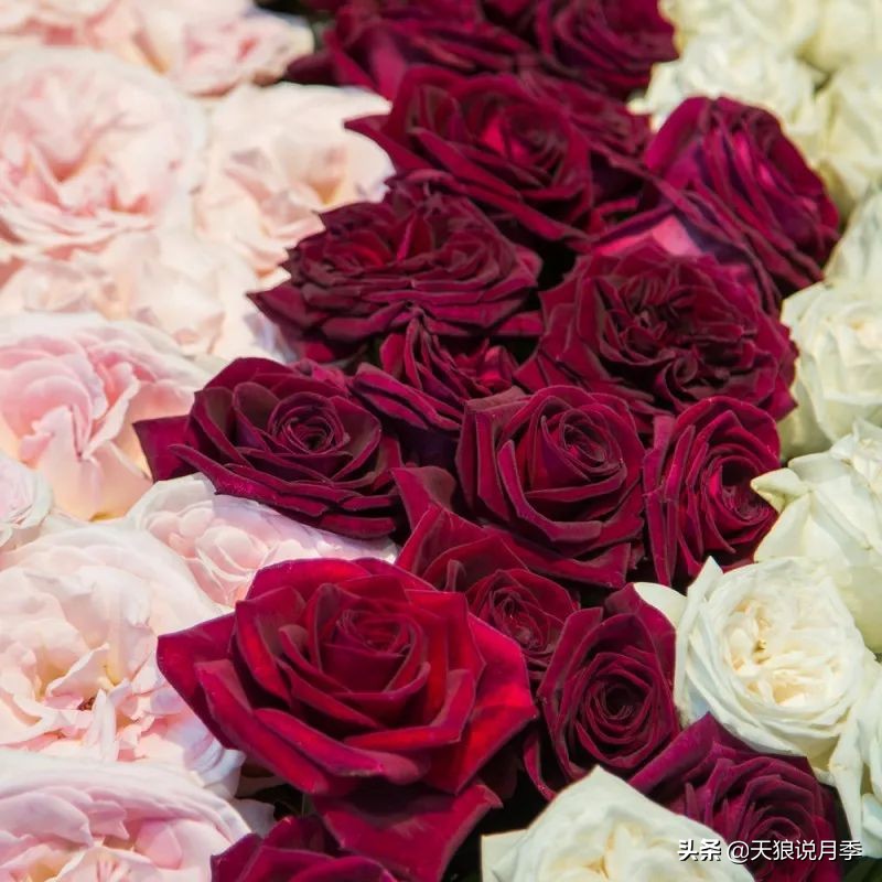 2020世界新品月季大赏，一起来看看都有哪些值得期待的新品种