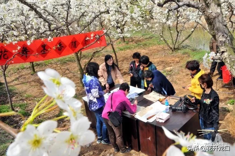 梨花开了！一场梨花雪，惊艳了龙口的春天！