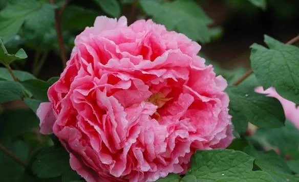 100种名贵牡丹鉴赏 绘画好素材（报花名）