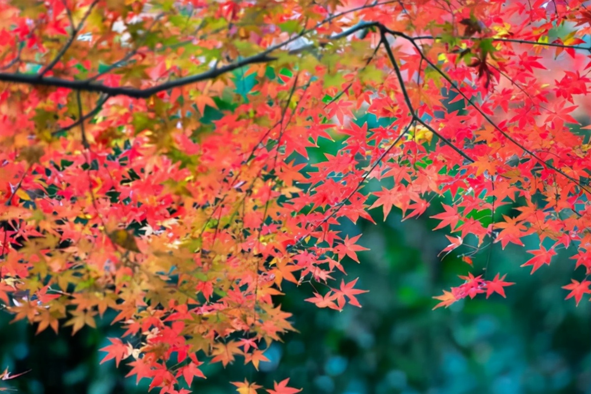 南京正是赏秋“好时节”，栖霞山美得不像话，这份旅游攻略要收好