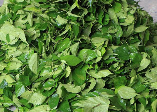 神仙树叶:夏季做"凉粉"是一绝,俗称"神仙豆腐",附制作方法