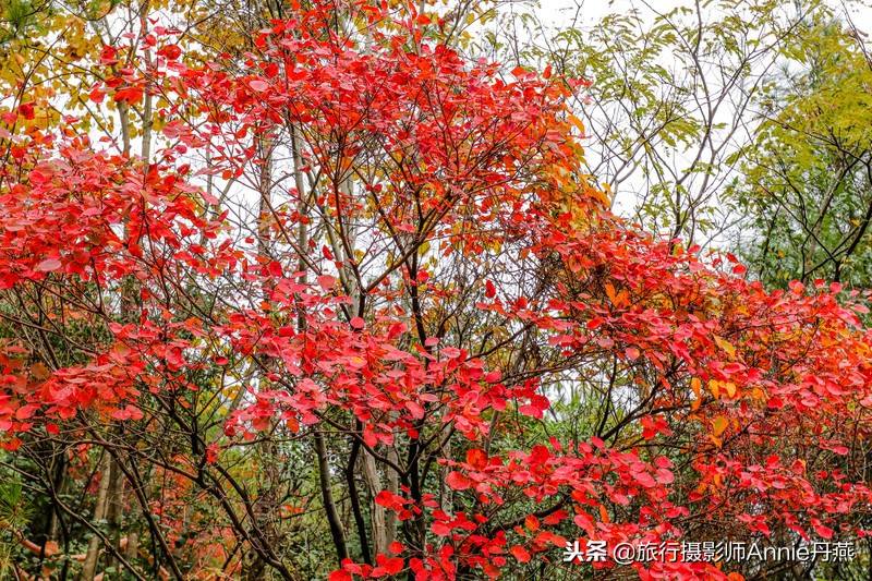 重庆巫山正是漫山红叶正艳时，这条赏秋小众线路，绝不能错过