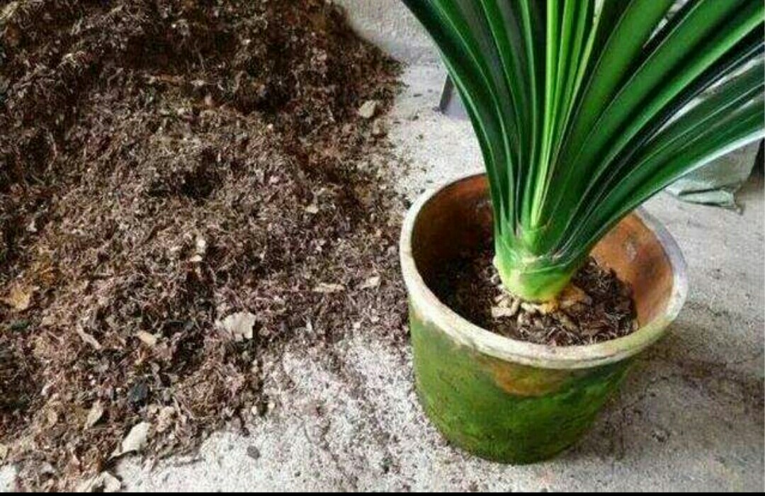 怎样用松针土养花