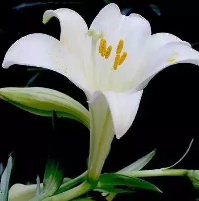 各种花的寓意及花语（100种花的花语大全）