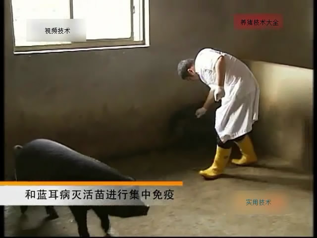 猪的免疫程序