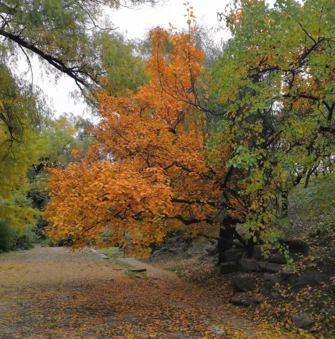 大学英语四级考试翻译解题技巧分享