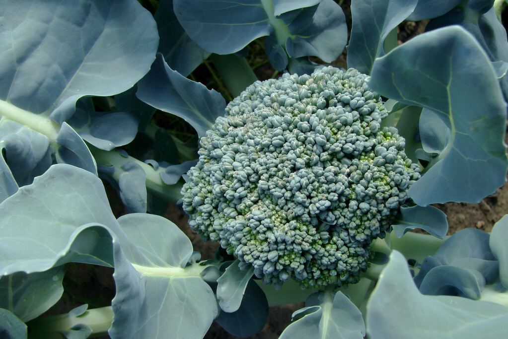 菜花和西兰花都是甘蓝的变种,它们的外形极为相似,都是由无数的小花蕾