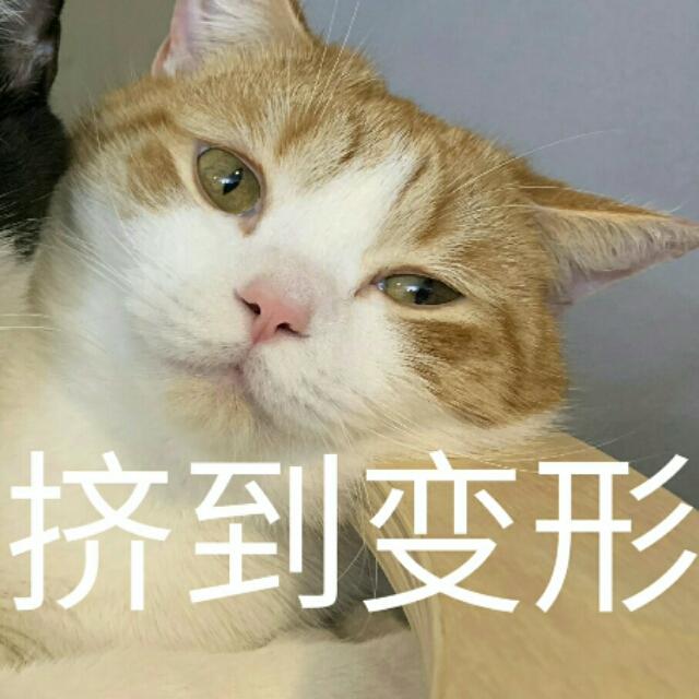 蒂姆嘟嘟tim猫品种(今天的猫猫也是元气满满呢)