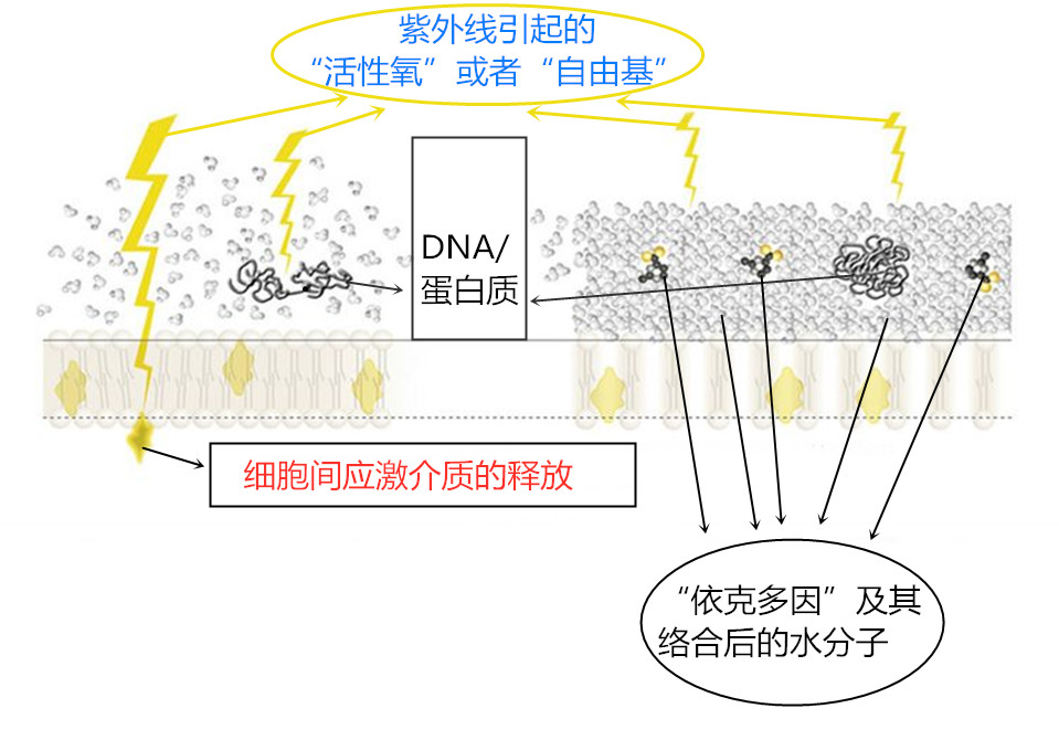 依克多因的功效与作用（解读神奇的修复因子）