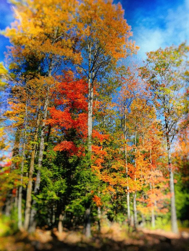「诗词鉴赏」古诗词里的山中秋色，气象万千，摄人心魄的美丽