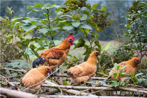 蛋鸡养殖技术与管理,散养蛋鸡养殖技术与管理