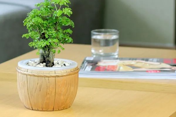 常见50种植物（50种常见的室内盆栽绿化植物）