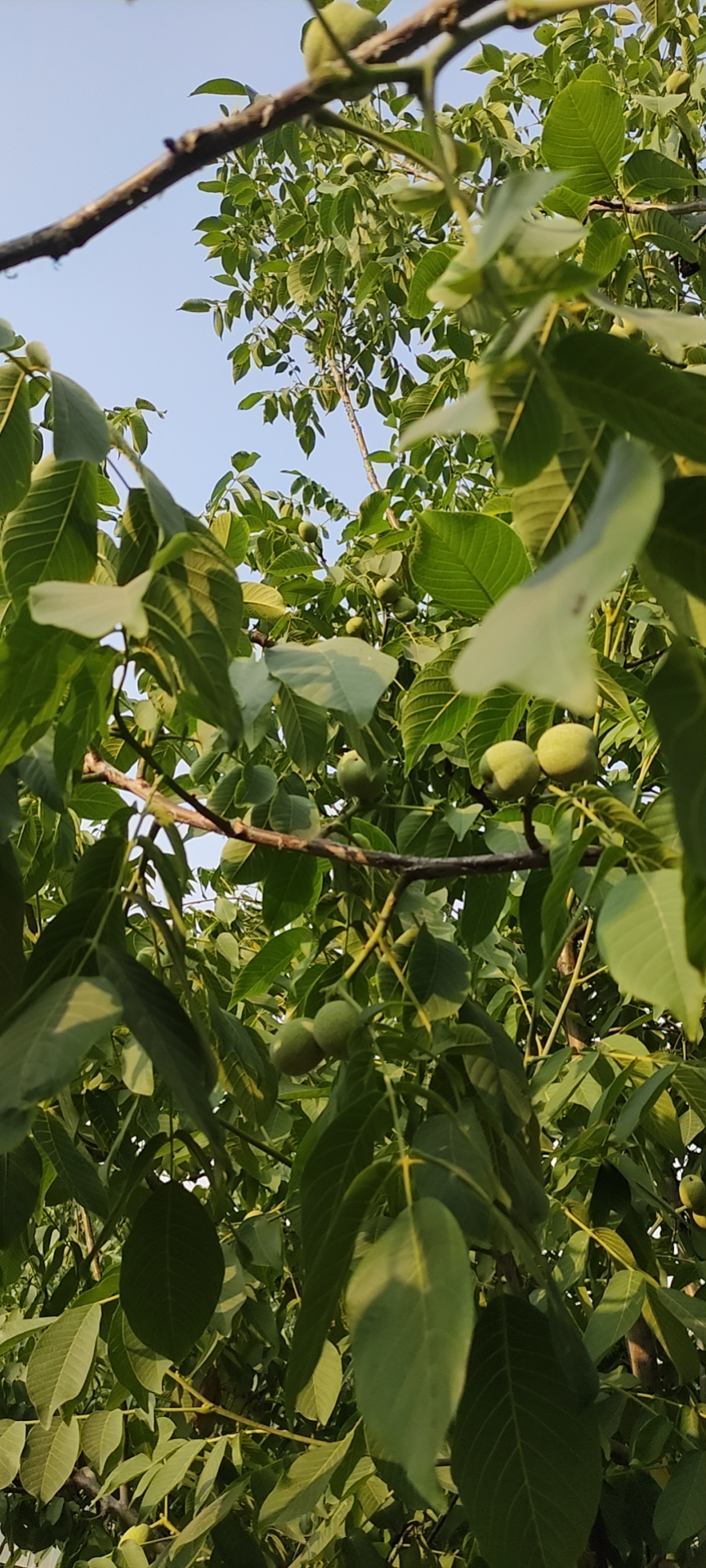 美景千千共花醉，旅人驻步秀色餐——屏阳花卉园游吟二首