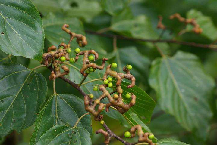万寿果(万寿果寄生茶功效与作用) - 美食网