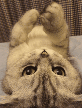 最容易饲养的3种猫咪，养到的人都在偷着乐呢