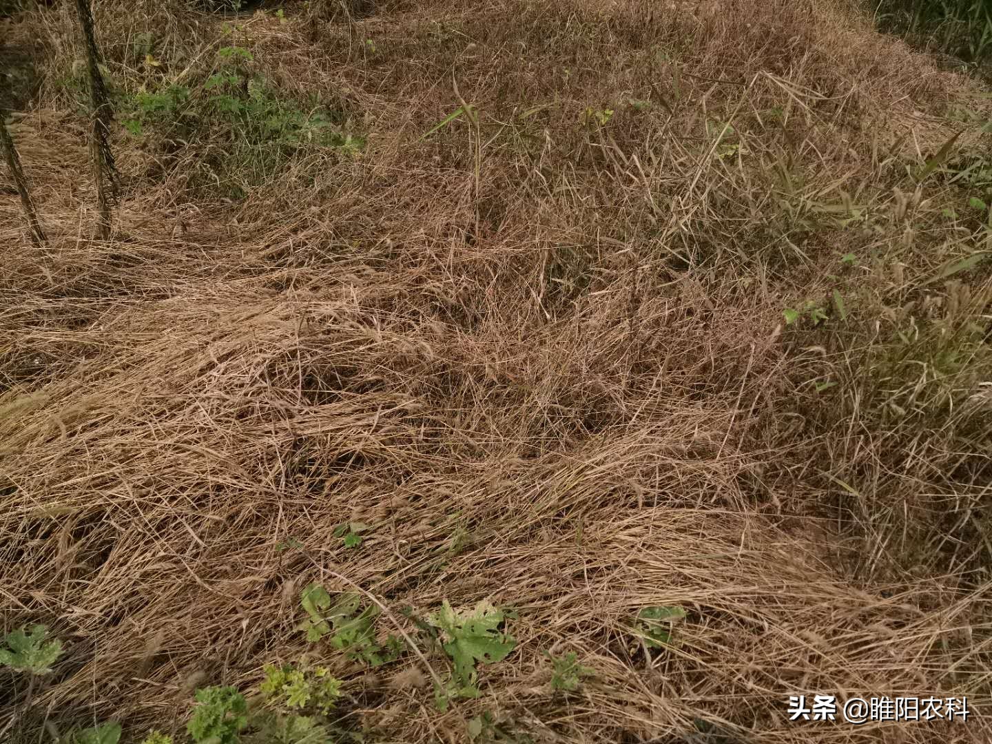 自制除草剂（自己配制的广谱性除草剂持效期可达60天）