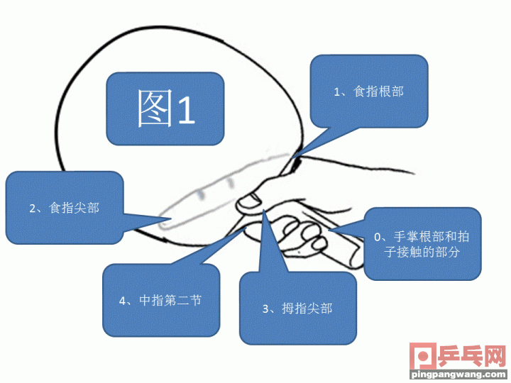 乒乓球正确握拍姿势（乒乓球拍的正确握姿）-第1张图片-科灵网