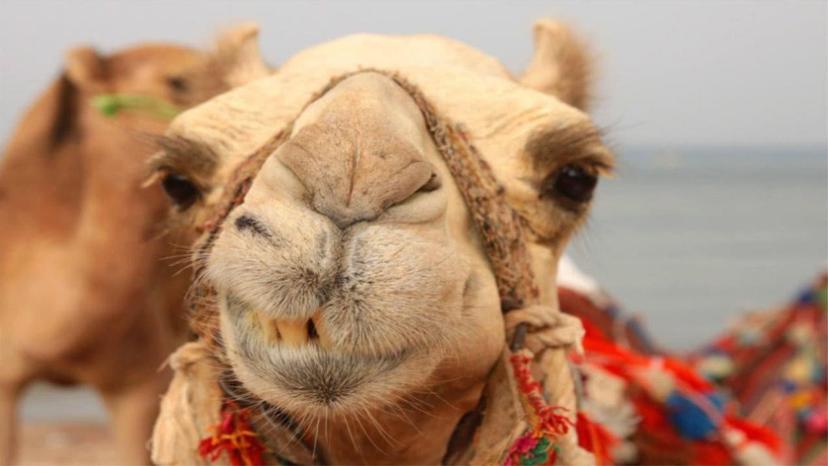 骆驼生嚼长满刺的仙人掌,吃得津津有味,为什么它们不怕扎嘴巴?