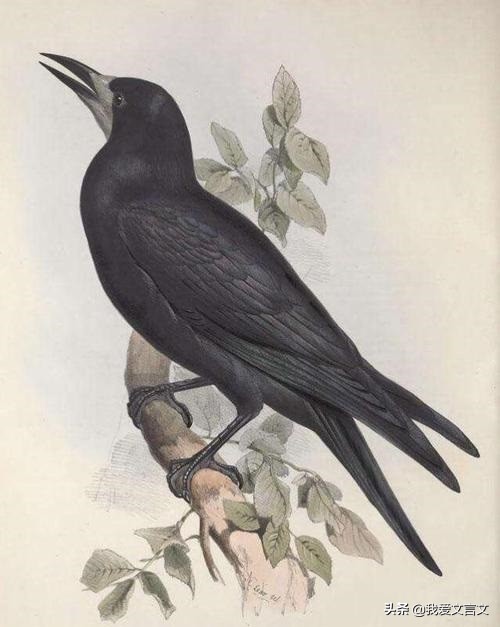 经典文言文赏析｜乌鸦喜谀