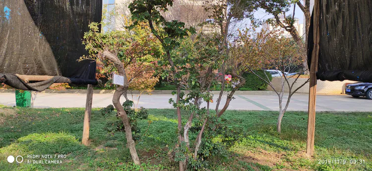 陪你一起看湖北省广水一中①——走进植物王国