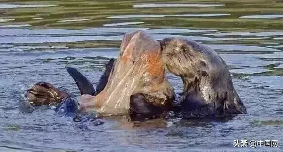 女子因垃圾未分类竟把志愿者掐晕，被行拘3日