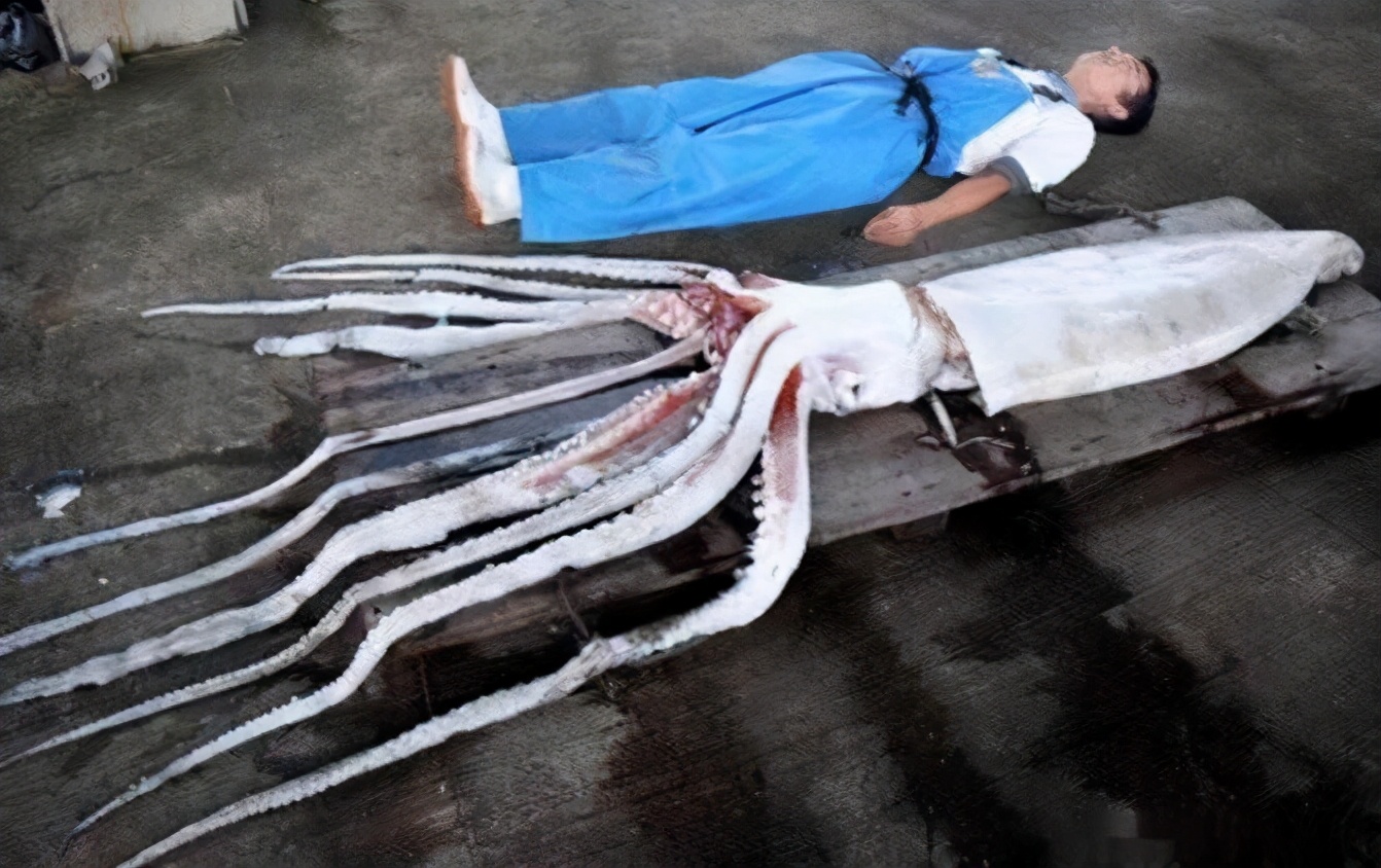 巨型乌贼图片真实日本深海大王乌贼图片