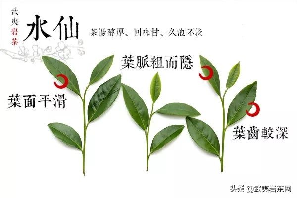 学茶笔记----水仙