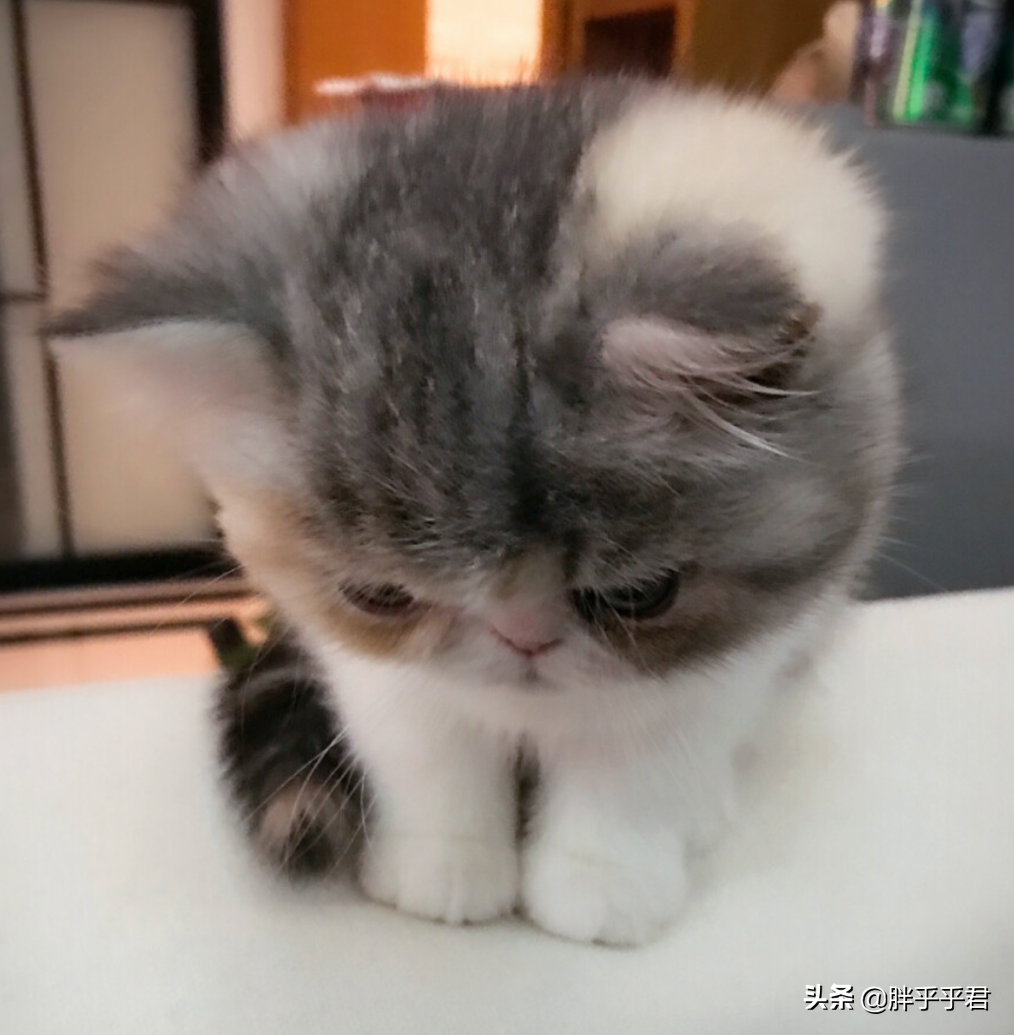眼睛耳朵脏兮兮，猫咪却不肯擦？这三点能解决