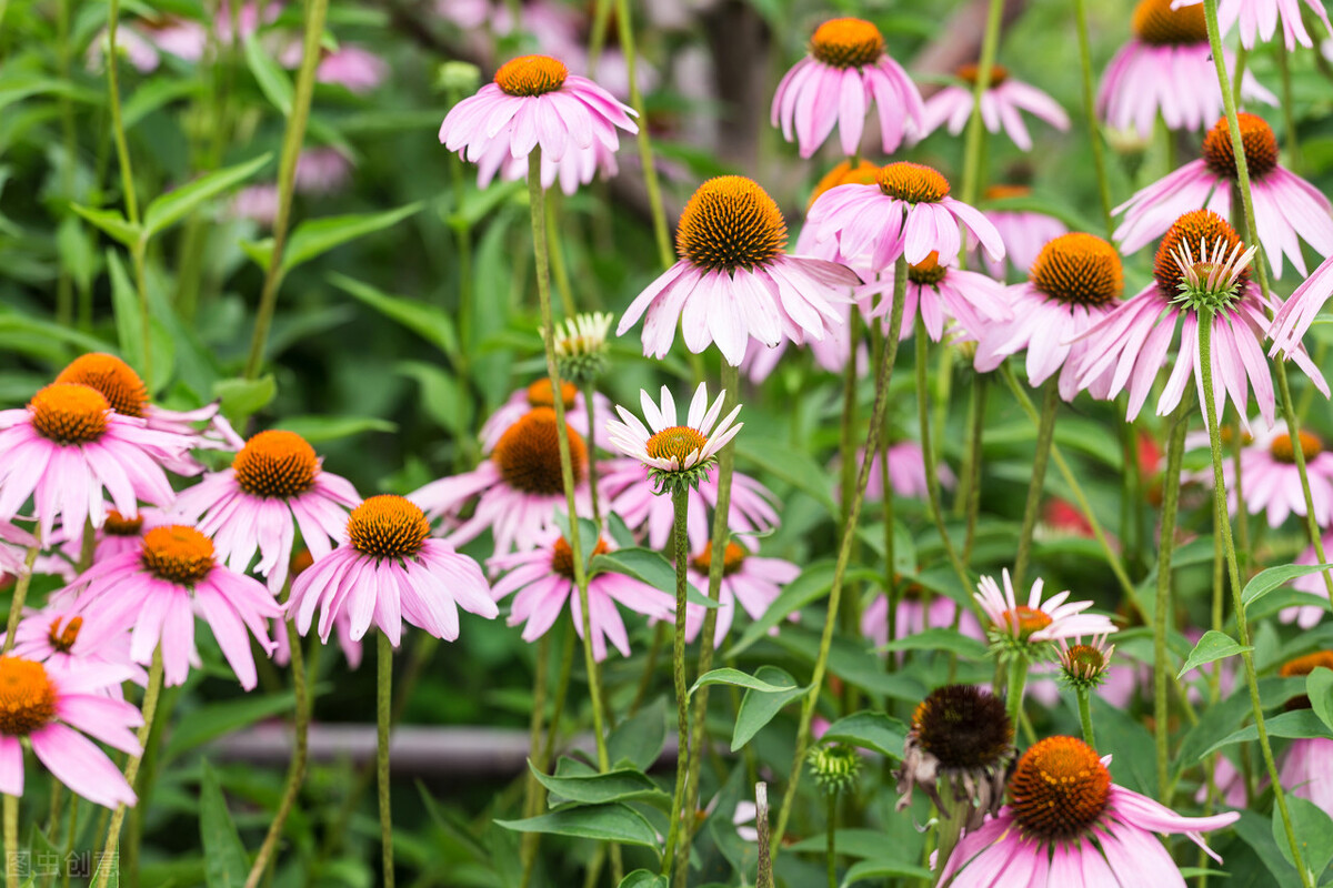 50种常见的园林花卉,图文结合,看你认识多少?学点植物小知识
