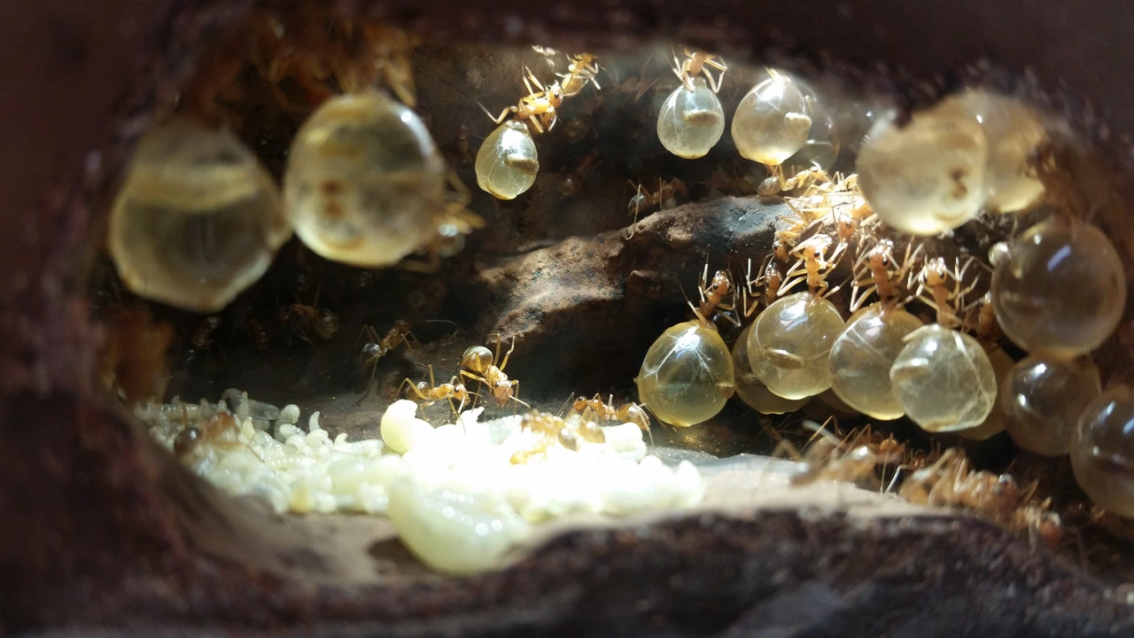 蜜罐蚁:倒吊的生活,是安逸的生活,"人人为我,我为人人"