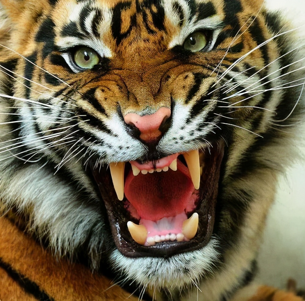 森林之王是什么动物 森林之王猜什么生肖 - 天云网