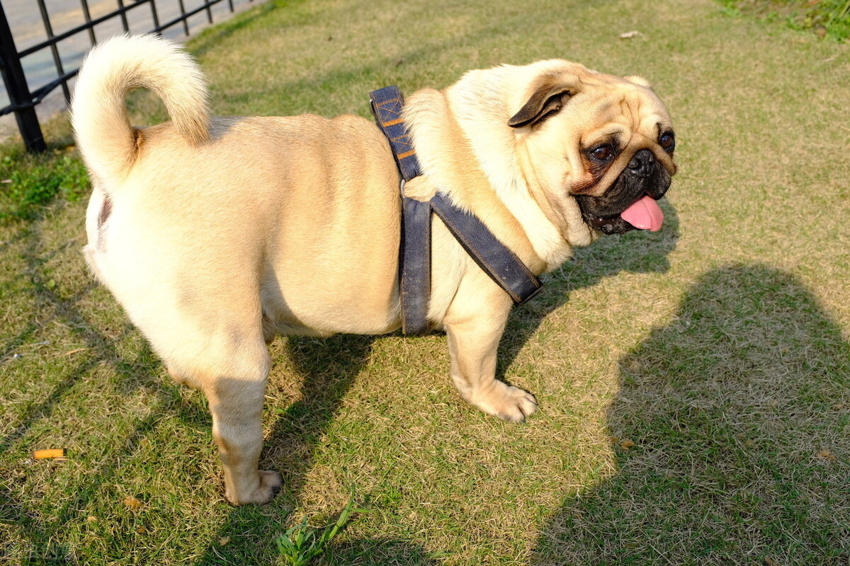 巴哥犬纯不纯,这样看就知道,轻松买到纯种巴哥