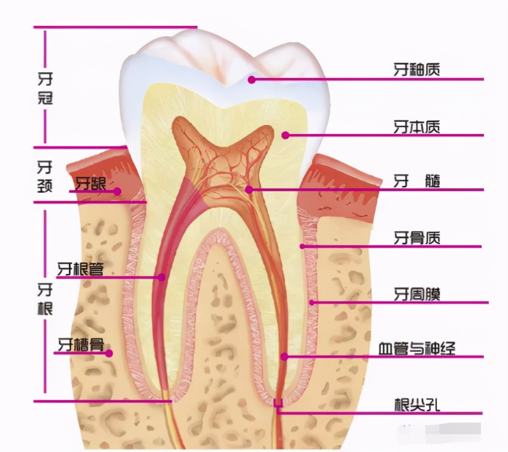 宝宝蛀牙不疼更可怕！后面可能有“敲骨吸髓”手术等着它