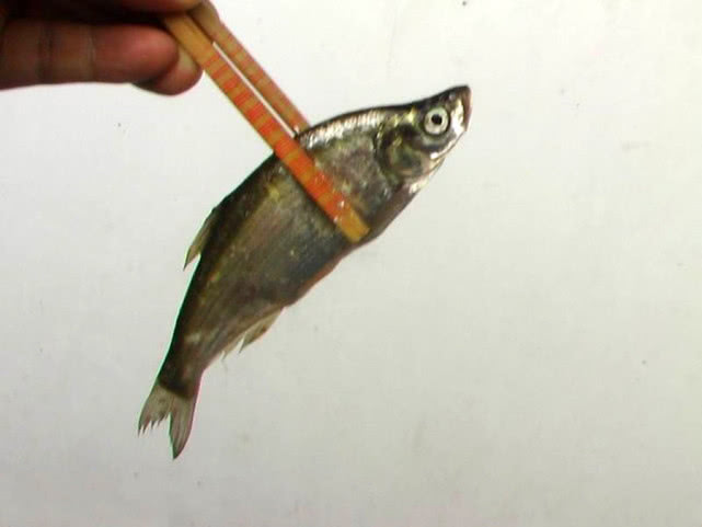 这种小翘嘴鱼长不大吗？很多钓鱼人分不清楚，有人叫它撅嘴鲢