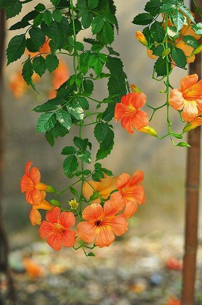 凌霄花种在院子里，满枝都是橙红色花，充满生机太美了