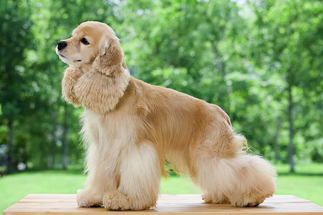 世界犬种智商排名榜前 30 名的聪明狗狗