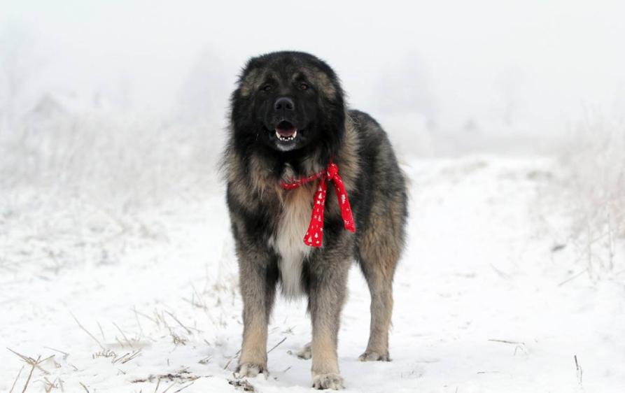 盘点世界十大大型犬排名，你都认识吗？