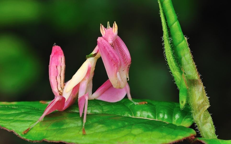 昆虫里的兰花仙子—拟态大师兰花螳螂