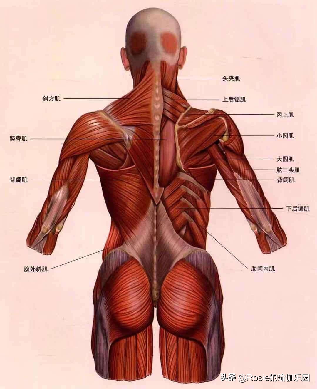 久坐臀部扁塌大腿粗，整日抱娃肩背痛，3招教你瘦腿去痛变美