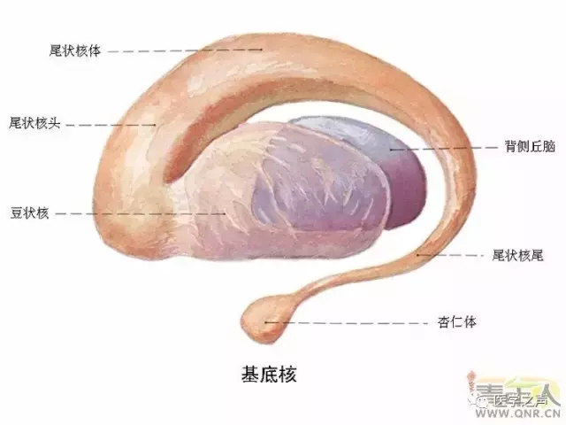 神经元结构示意图（神经元结构示意图手绘）-第10张图片-科灵网