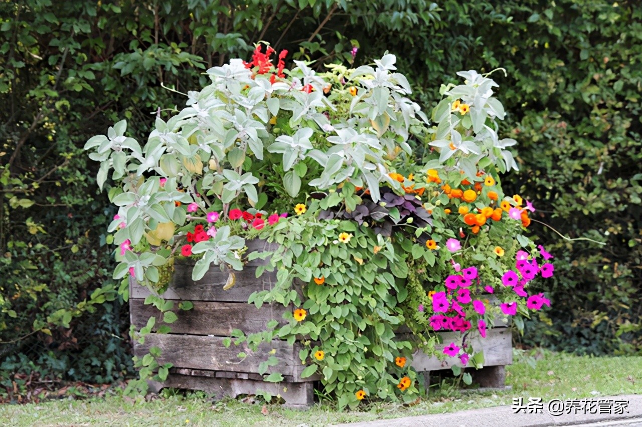 余生愿有个院子，岁月静好，花开花落，落地生根