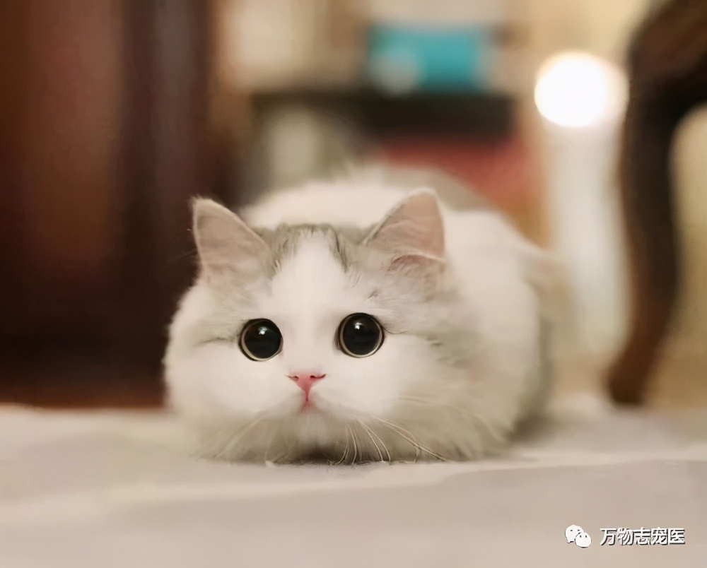 猫咪出现以下表现，八成是感染了寄生虫