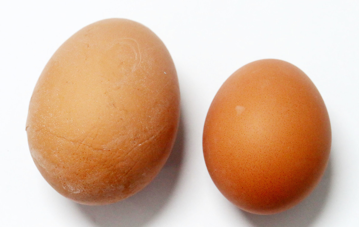 双黄鸡蛋是怎样形成的（揭秘双黄蛋形成的原因）
