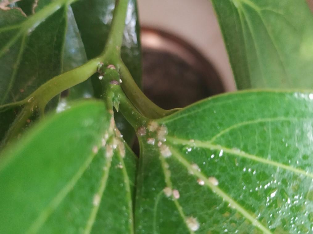平安樹圖片,平安樹圖片大全大圖片欣賞